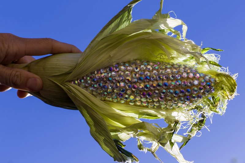 Bejeweled Corn